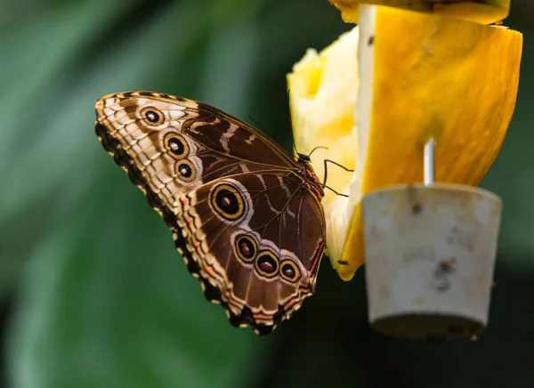 Brązowy duży motyl — Zdjęcie stockowe