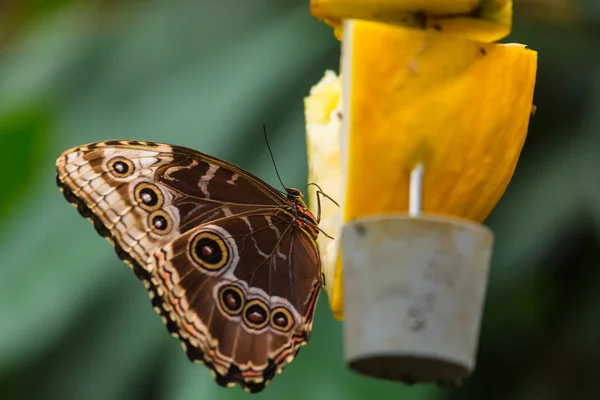 Beautiful Monarch Butterfly — Stock Photo, Image