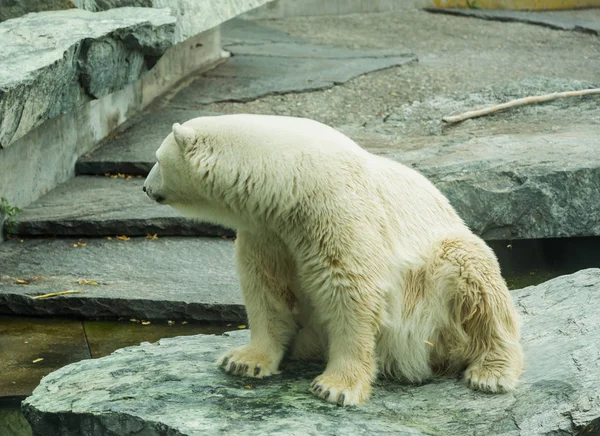 Oso polar en el zoológico — Foto de Stock