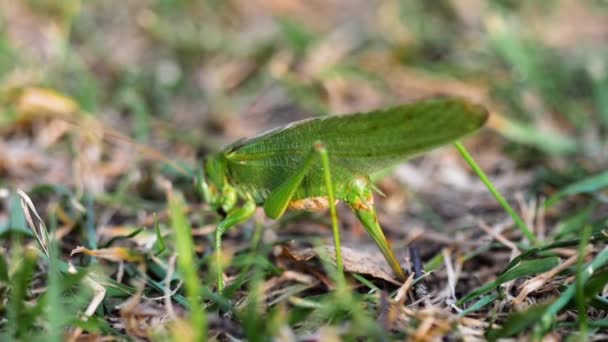 Grande gafanhoto verde fêmea coloca ovos — Vídeo de Stock