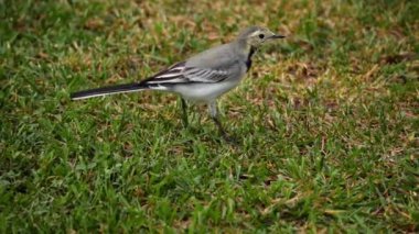 Beyaz wagtail -Motacilla alba- çim üzerinde