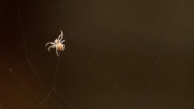 bir web Spider örgüleri