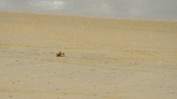 Krab op het zandstrand — Stockvideo