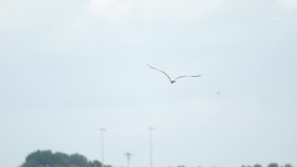 Gaviota en Amsterdam aeropuerto — Vídeos de Stock