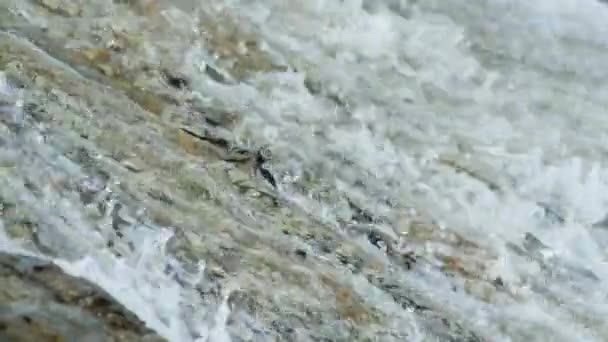 Crabes sur le rocher à la plage 