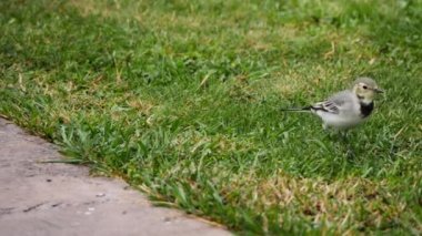 Beyaz wagtail -Motacilla alba- çim üzerinde