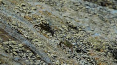Sahilde rock üzerinde Yengeç