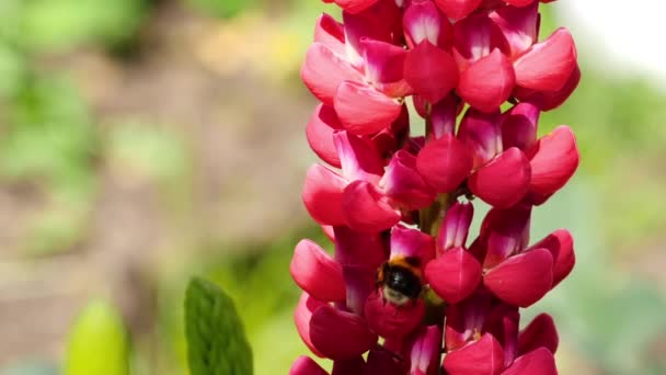 Bumblebee op rode lupine bloem — Stockvideo