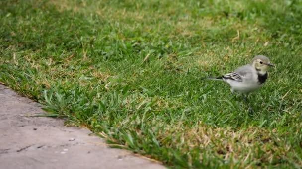 Vit Sädesärla-Motacilla alba-på gräs — Stockvideo