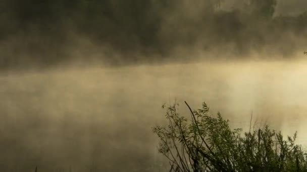 Mglisty wcześnie rano w lesie jezioro — Wideo stockowe