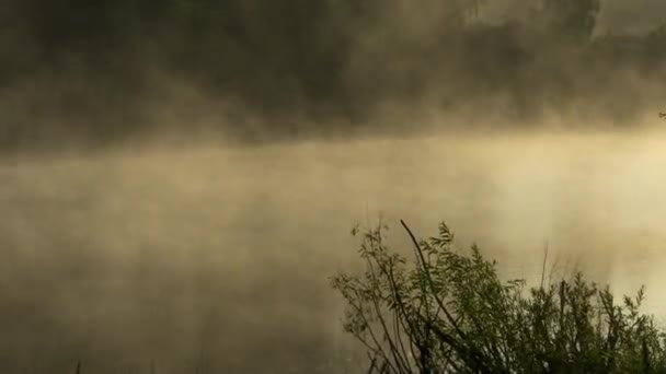 Misty madrugada en el lago del bosque — Vídeo de stock