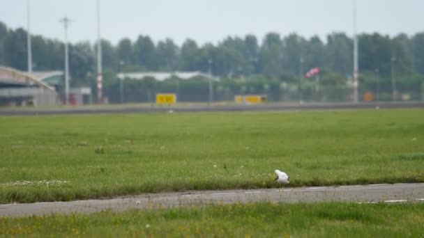 Seagull i Amsterdam flygplats — Stockvideo