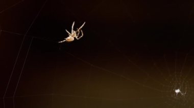 bir web Spider örgüleri