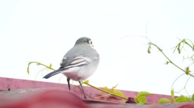 Beyaz wagtail -Motacilla alba- bir çatı üzerinde