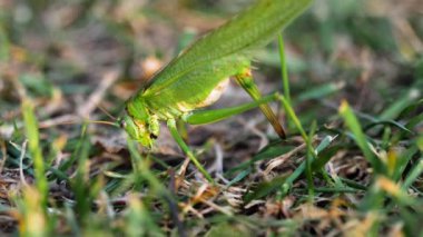 Büyük yeşil çekirge dişi yumurtlar