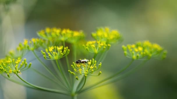 Mosca negra amarilla sobre flores de hinojo — Vídeos de Stock