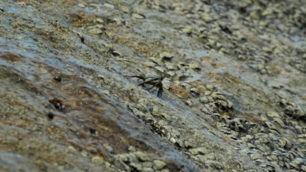 Crabs on the rock at the beach — Stock Video