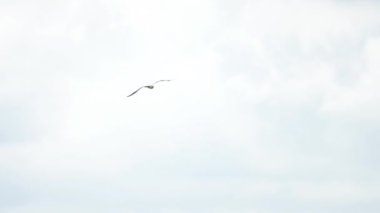 Martı Amsterdam havaalanında