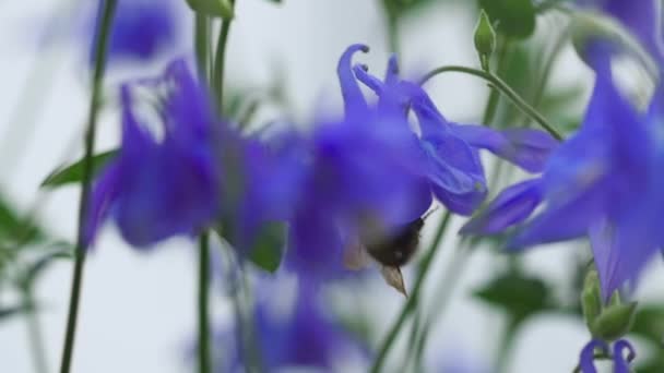 Čmelák na aquilegia květ — Stock video