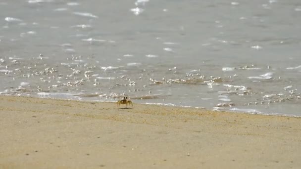 Crab on the sandy beach — Stock Video