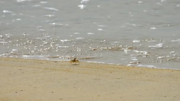 Crabe sur la plage de sable — Video