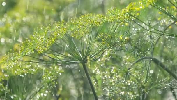 Blütenstand von Dill unter Regen — Stockvideo