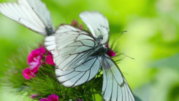 Siyah damarlı beyaz kelebek — Stok video