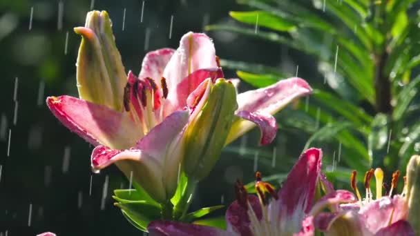 Rosa flor de lirio bajo la lluvia — Vídeo de stock