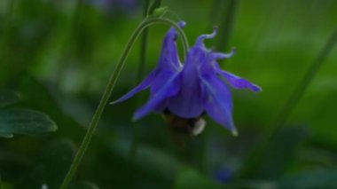 Bumblebee aquilegia çiçek