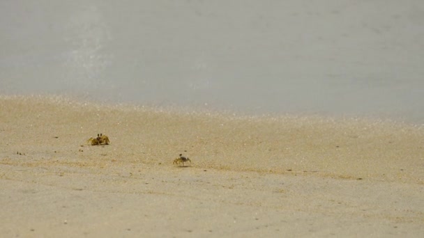 Krab op het zandstrand — Stockvideo