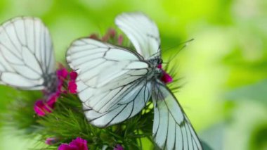Siyah damarlı beyaz kelebek