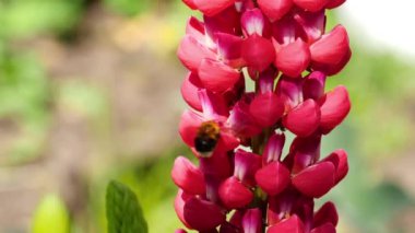 Bumblebee üzerinde kırmızı Lupine çiçek