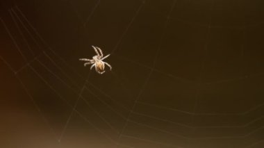 bir web Spider örgüleri