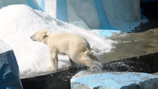 Детеныш белого медведя играет в воде — стоковое видео