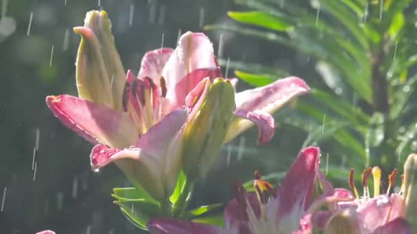 Rosa flor de lirio bajo la lluvia — Vídeos de Stock