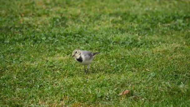 Pliszka biała-Motacilla Alba-na trawie — Wideo stockowe