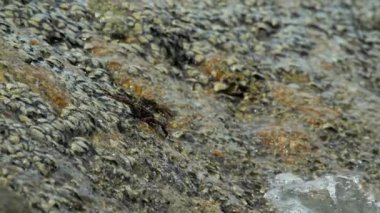 Sahilde rock üzerinde Yengeç