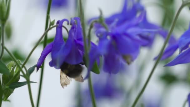 Bumblebee on aquilegia flower — Stock Video