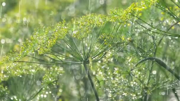 雨の下でディルの花序 — ストック動画