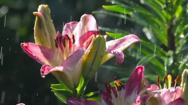 Rosa flor de lirio bajo la lluvia — Vídeos de Stock