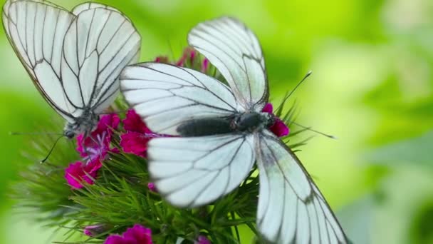Černý žilkovaný bílý motýl — Stock video