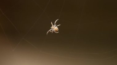 bir web Spider örgüleri