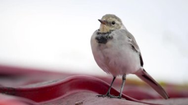 Beyaz wagtail -Motacilla alba- bir çatı üzerinde