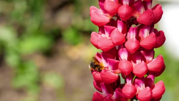 Bumblebee üzerinde kırmızı Lupine çiçek — Stok video