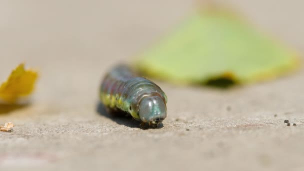 La larve de la mouche du bouleau rampant sur le trottoir — Video