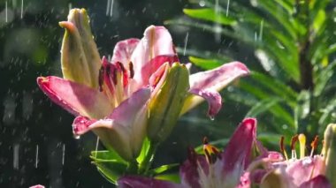 Yağmur altında pembe Lily çiçek