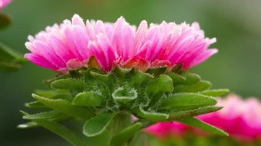 Buzlu pembe Aster çiçeği.