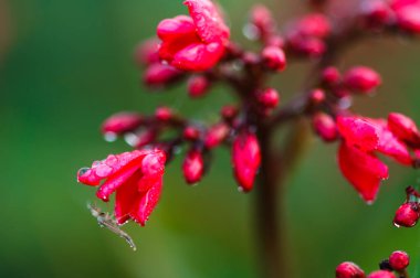 Böcek çiçeğin üzerindeki çiğ tanelerini içer.