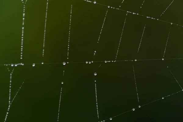 Капли росы в паутине летом — стоковое фото