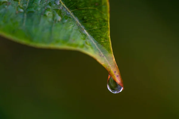 Makro embun pagi pada daun — Stok Foto
